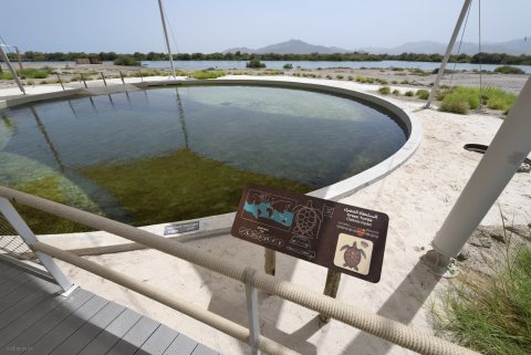 Khor Kalba Mangrove Centre 20.JPG