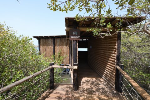 Khor Kalba Mangrove Centre 42.JPG