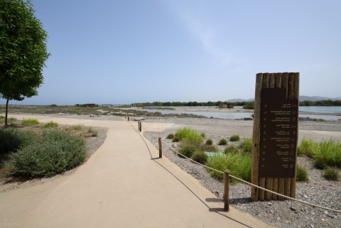 Khor Kalba Mangrove Centre 22.JPG