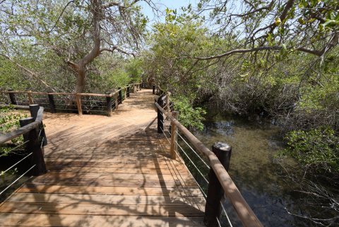 Khor Kalba Mangrove Centre 41.JPG