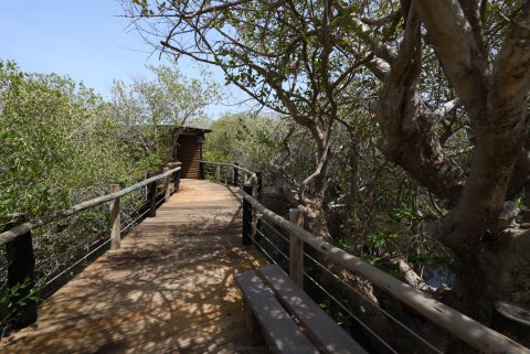 Khor Kalba Mangrove Centre 46.JPG