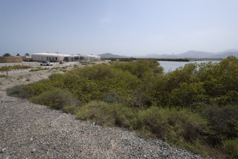 Khor Kalba Mangrove Centre 66.JPG