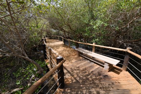 Khor Kalba Mangrove Centre 51.JPG