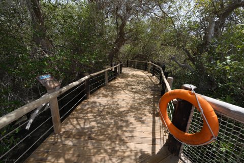 Khor Kalba Mangrove Centre 38.JPG